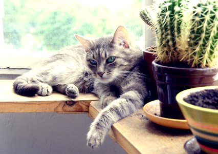 a cat on the windowsill