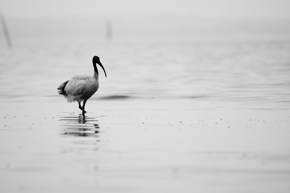 Heron egret wildlife