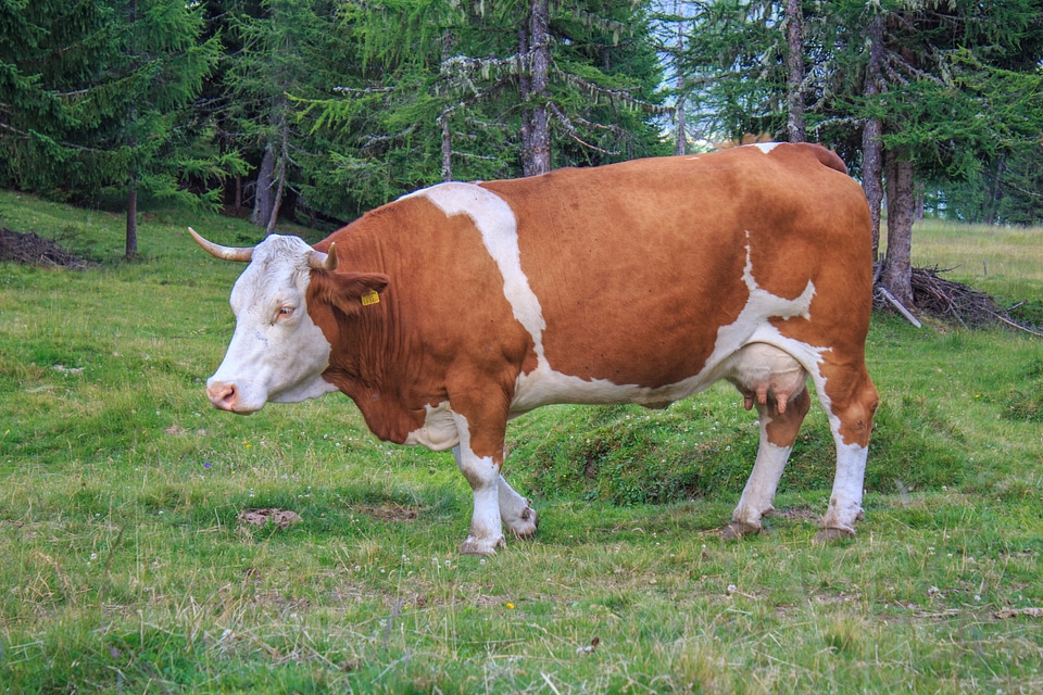 Cows dairy cows cattle