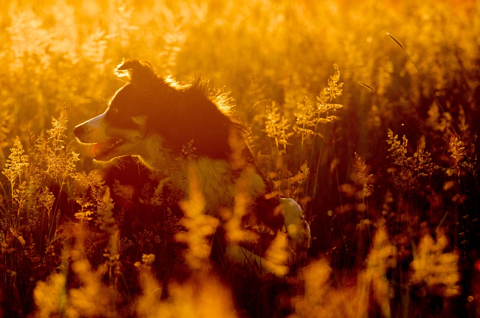 British sheepdog landscape beautiful