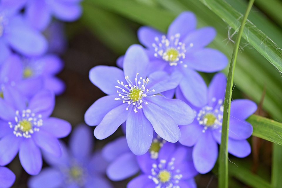 Blue blue flower early bloomer