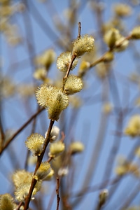 Bloom nature branches