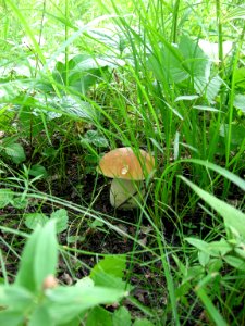 Boletus edulis f. betulicola