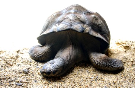 Tortoise photo