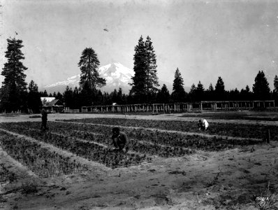 1914XXXX-FS-Shasta-WSC-19421