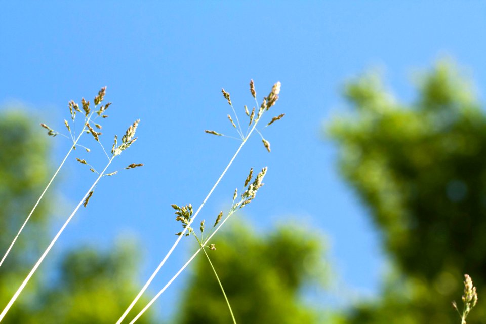 푸른하늘 들풀 Bluesky wild Herb Grass