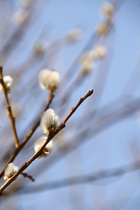 Bloom nature branches