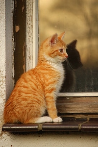 Kitten cat baby mieze photo