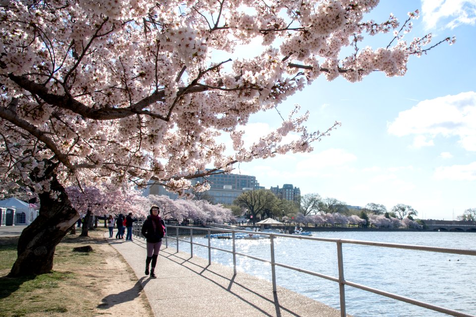 20190401-FS-CherryBlossoms-LSC-015