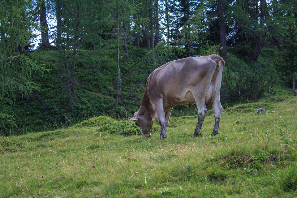 Agriculture pasture cattle