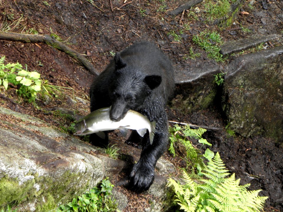 20120727-FS-Tongass-WZ-031