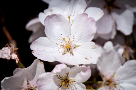 20190401-FS-CherryBlossoms-LSC-032