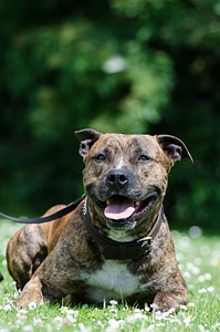Portrait meadow dog