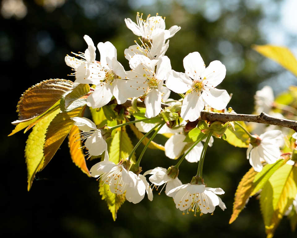 Spring cherry blossom white blossom