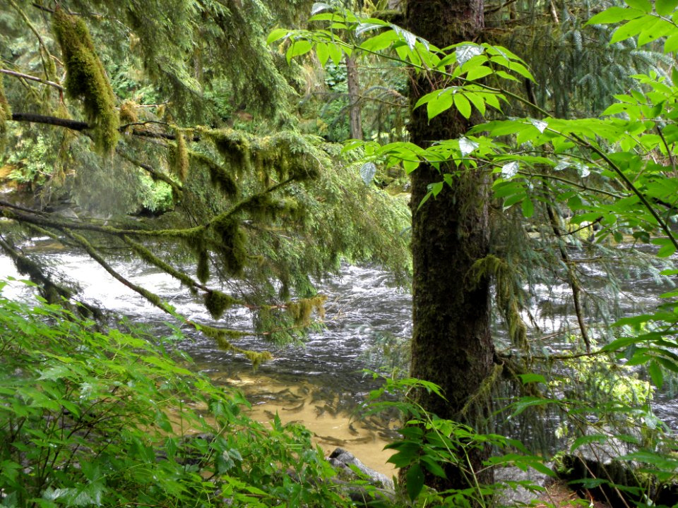 20120727-FS-Tongass-WZ-001