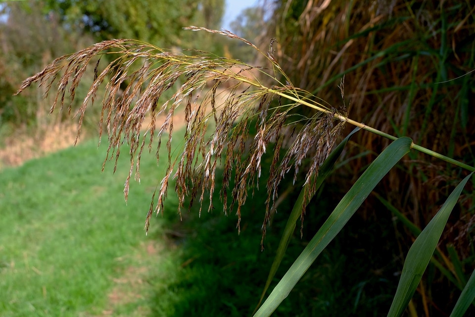 Autumn nature conservation close up