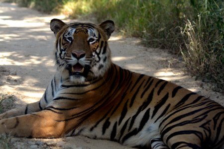 Royal Bengal Tiger photo