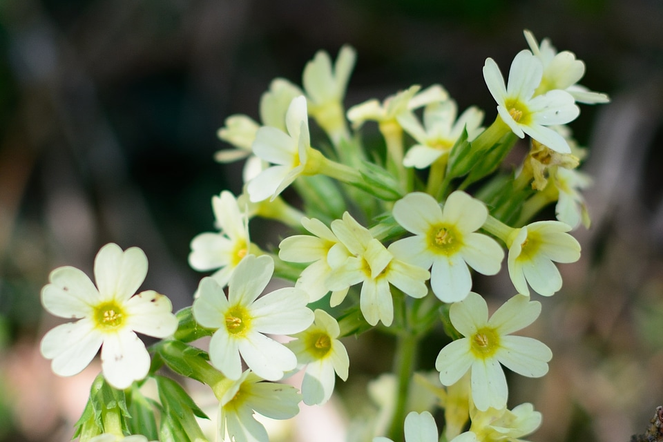 High primrose bloom spring