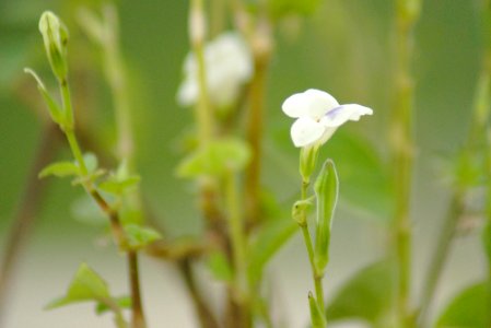 Little white flower