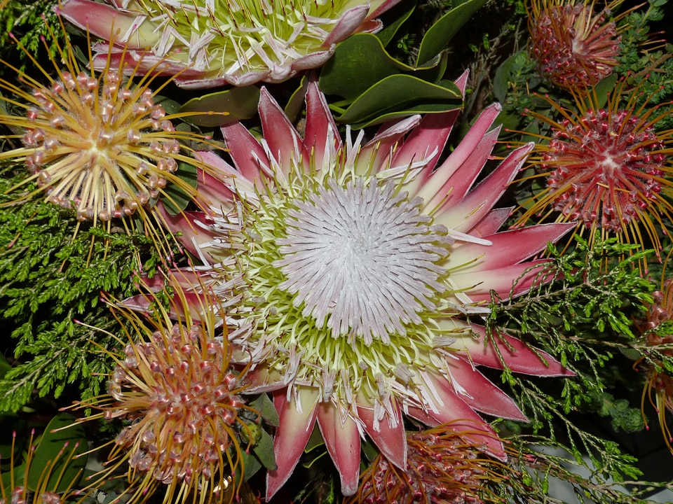 King protea flower blossom