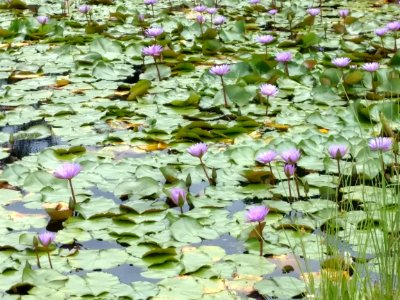 Jardim Botânico Plantarum