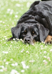 Dog dog on meadow sweet