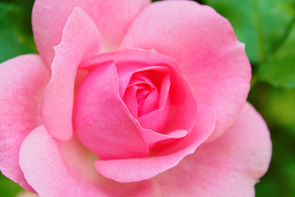 Bloom rose bloom pink
