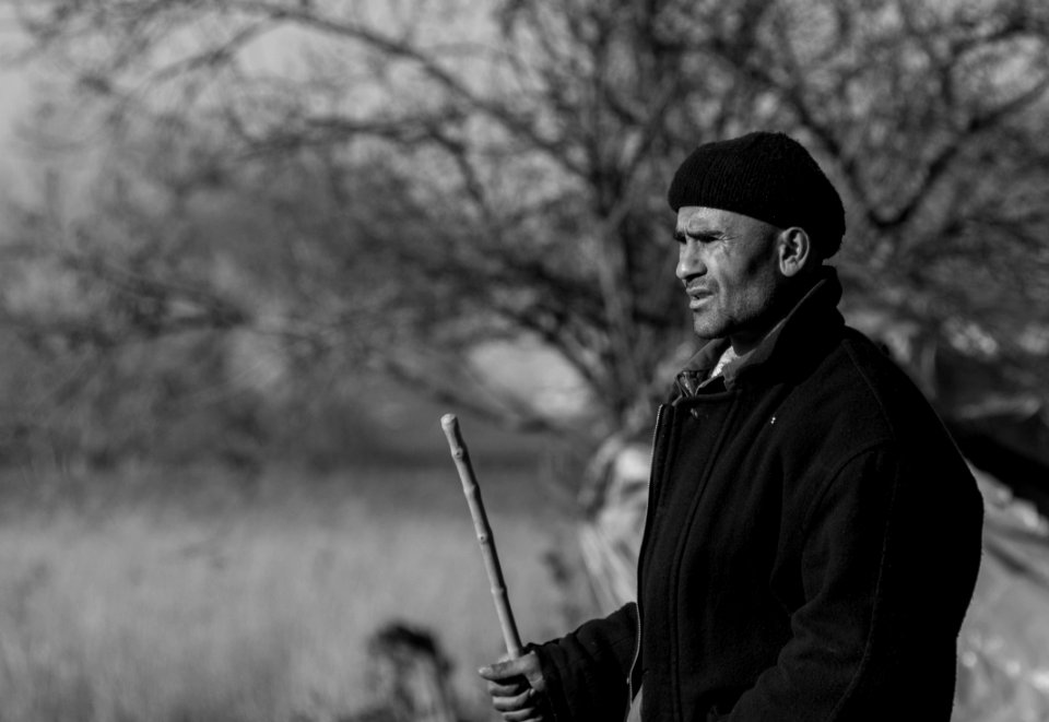 A shepherd in capital