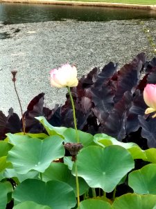 Jardim Botânico Plantarum