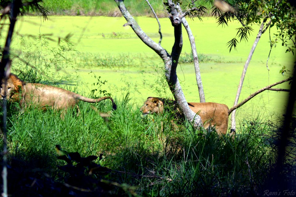 Lion's of Bannerghatta National Park, Bangalore, Karnataka, INDIA.
