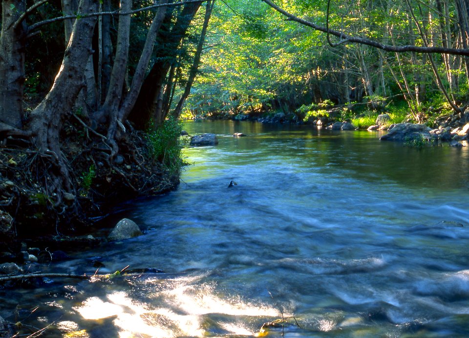 2002XXXX-FS-Los Padres NF-Big Sur-TP-005