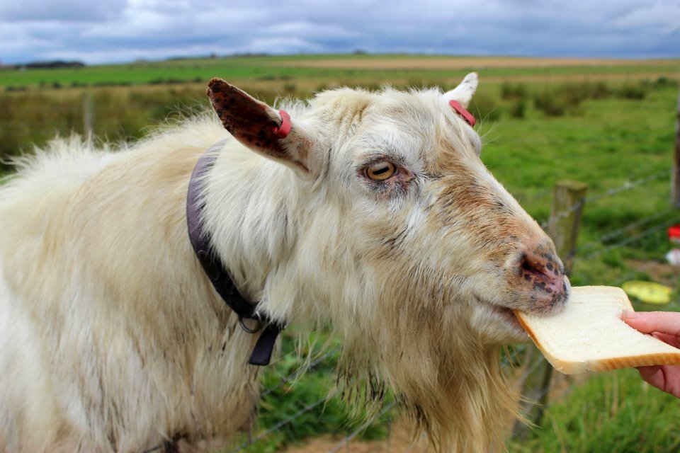 goat-5