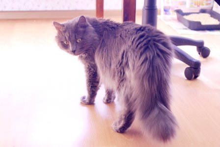 maine coon cat on the floor