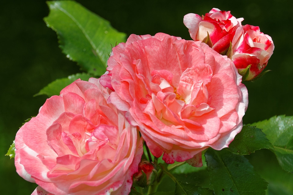 Flower rose bloom plant