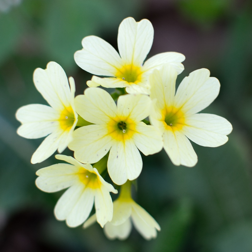 High primrose bloom spring