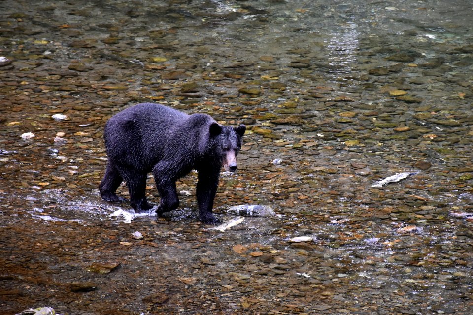 180823-fs-tongass-par-138 43610002484 o