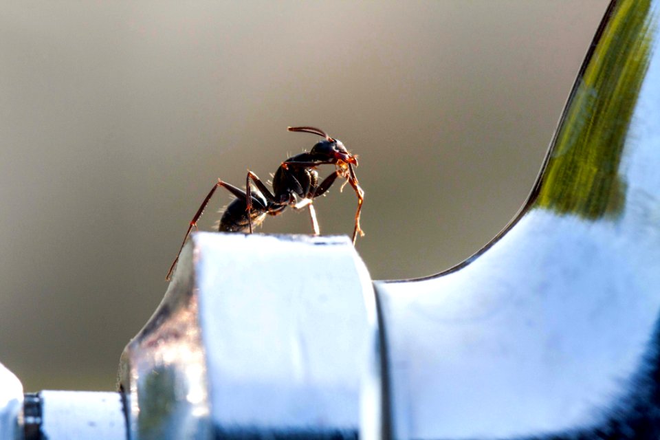 수도꼭지 개미 곤충 Faucet Ants insect