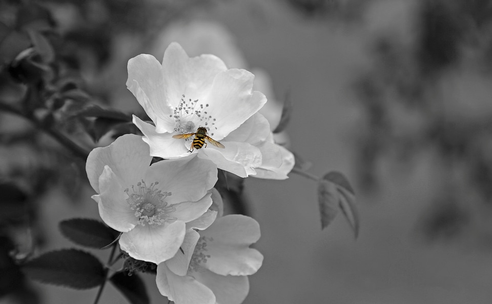 Plant white backlighting
