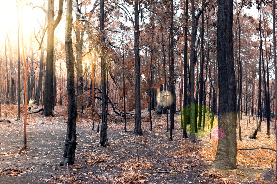 Blue Mountains National Park Fires