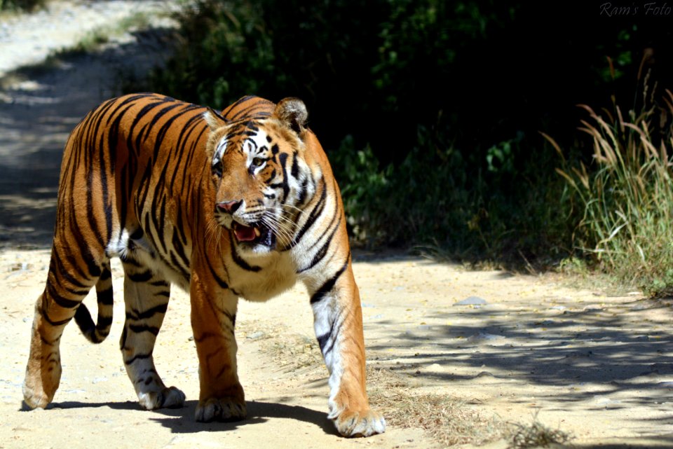 Royal Bengal Tiger