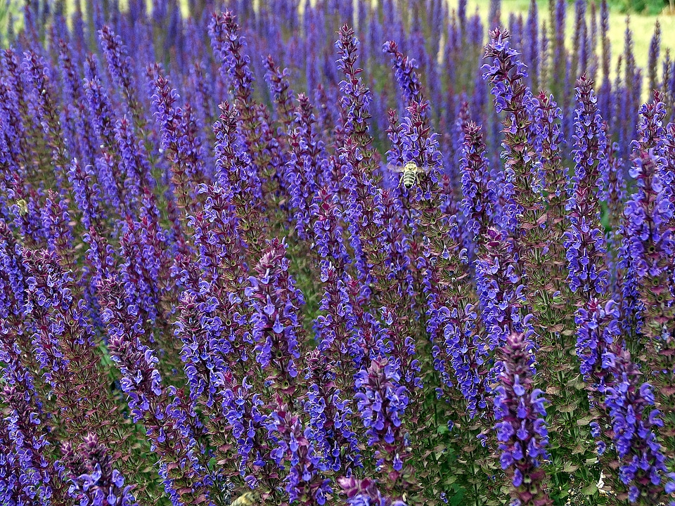 Bee nature summer flowers photo