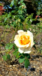 A peach ice cream shaded rose