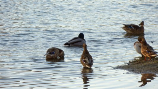 Anas platyrhynchos