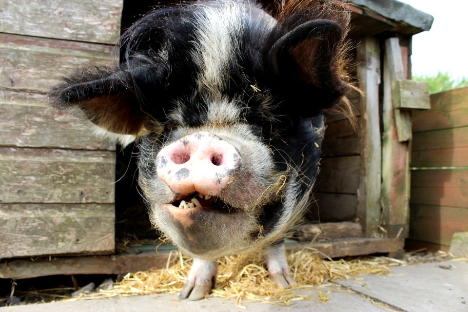 petkunekunepig