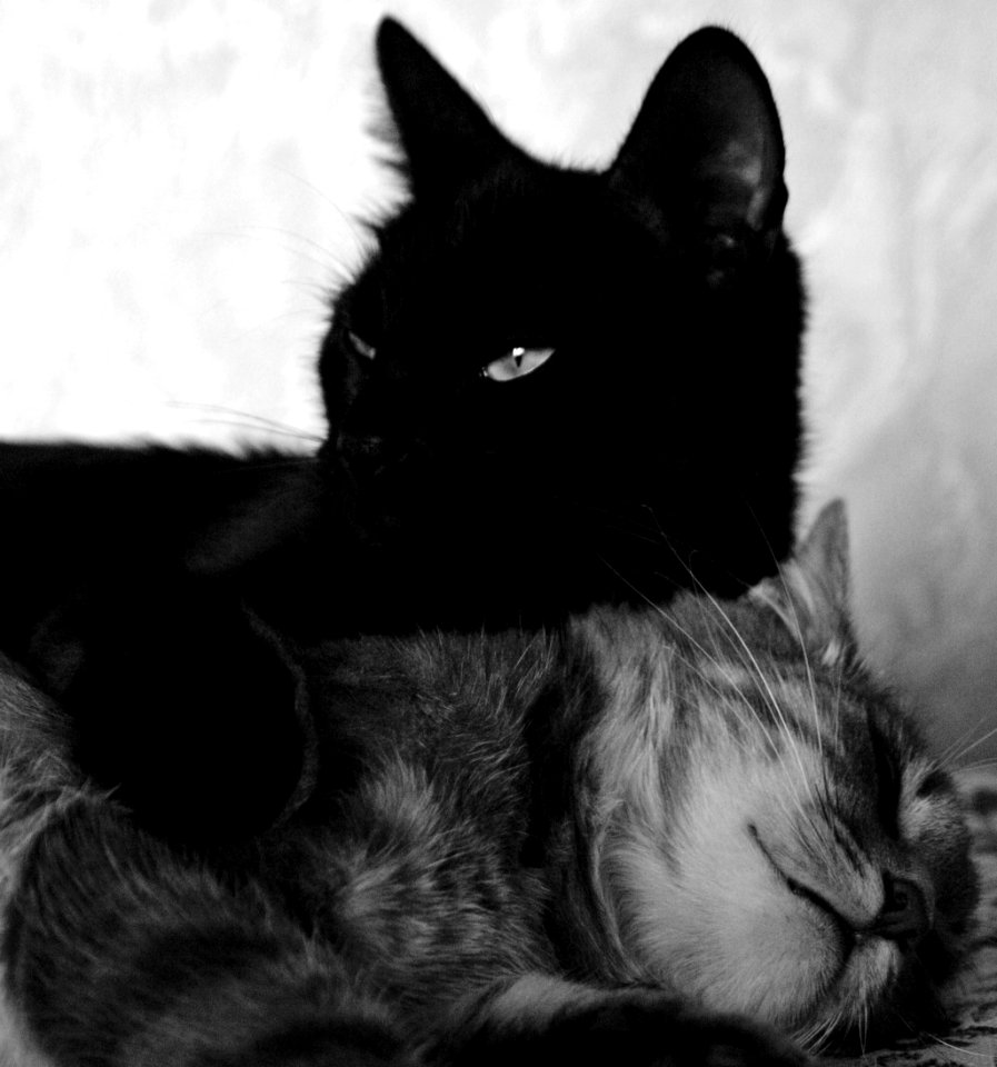 Two cats
