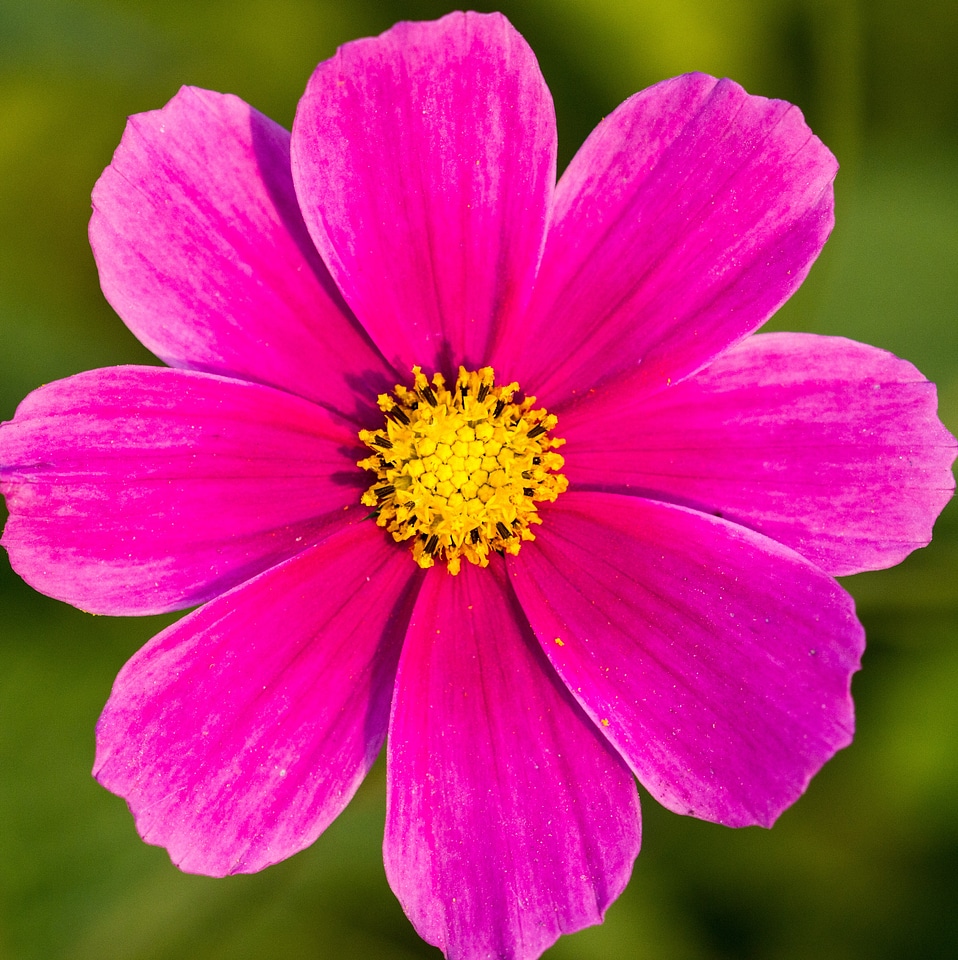 Flower pink macro photo