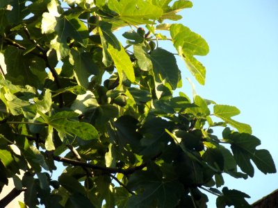 Higuera y frutos photo