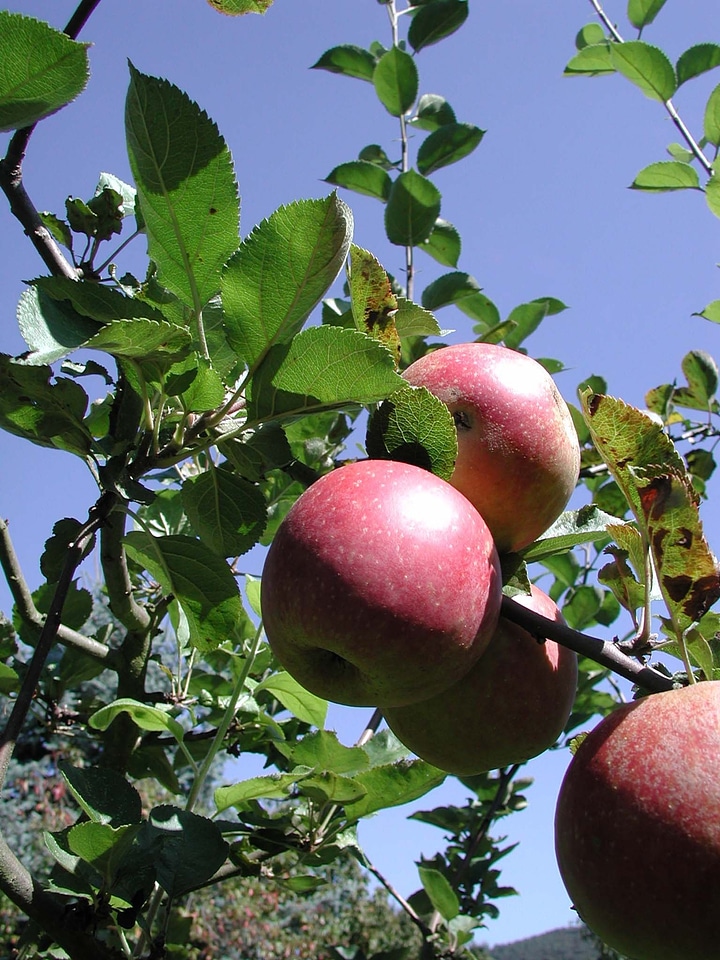 Apple tree food garden