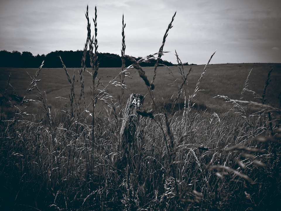 Ear wild grasses cornfield