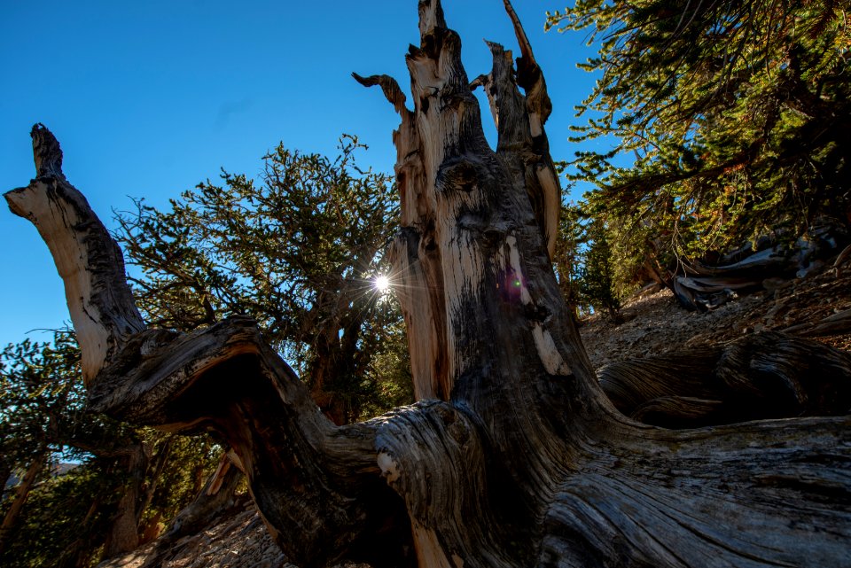 20181019-FS-Inyo-CMR-008
